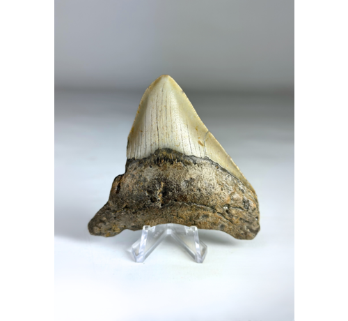 Megalodon tooth "Titan's Power" (US) - 8.2 cm