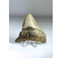 Megalodon tooth "Titan's Power" (US) - 8.2 cm