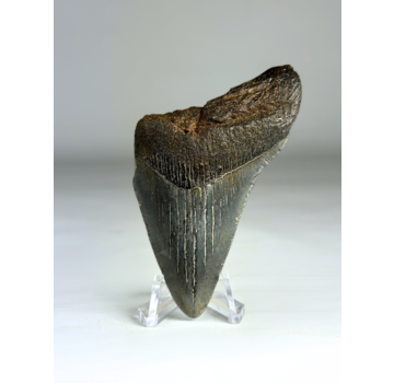 Dente di Megalodon "Divine Authority" (USA) - 8,5 cm