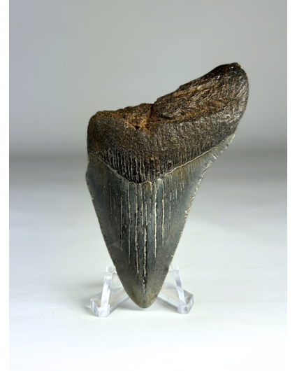 Dente di Megalodon "Divine Authority" (USA) - 8,5 cm