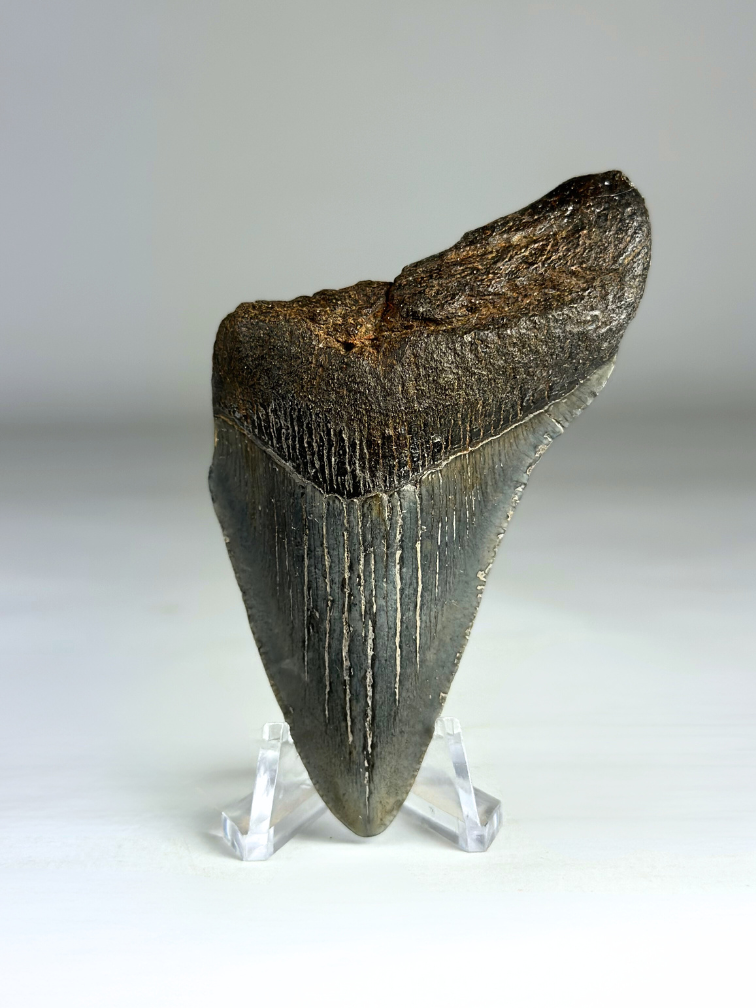 Megalodon-Zahn "Divine Authority" (US) - 8,5 cm