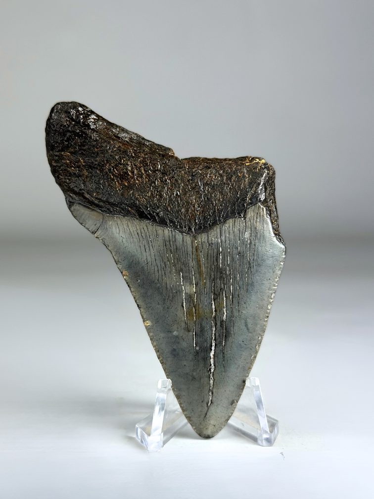 Megalodon Tand "Divine Authority" (VS) - 8,5 cm