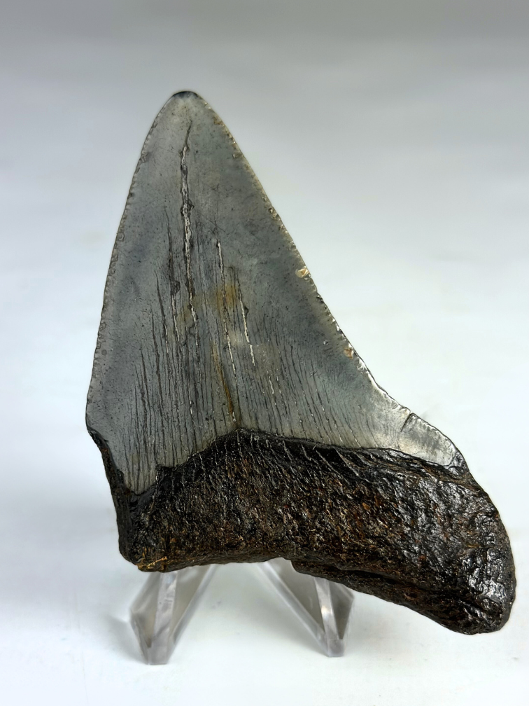 Dente di Megalodon "Divine Authority" (USA) - 8,5 cm