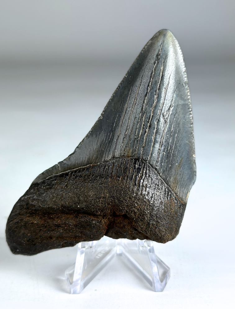 Megalodon Tooth "Divine Authority" (US) - 8.5 cm