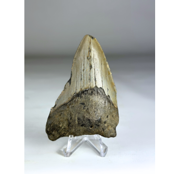 Dent de Megalodon " Fallen Angel" (US) - 8.1 cm