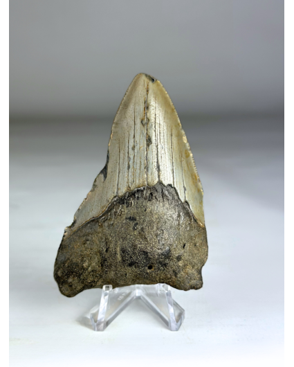 Megalodon-Zahn "Fallen Angel" (US) - 8,1 cm