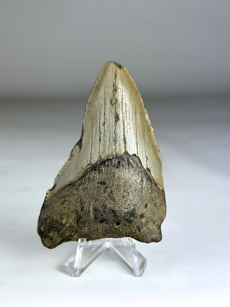 Diente de Megalodon "Fallen Angel" (US) - 8,1 cm