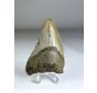Dente di Megalodon " Fallen Angel" (USA) - 8,1 cm