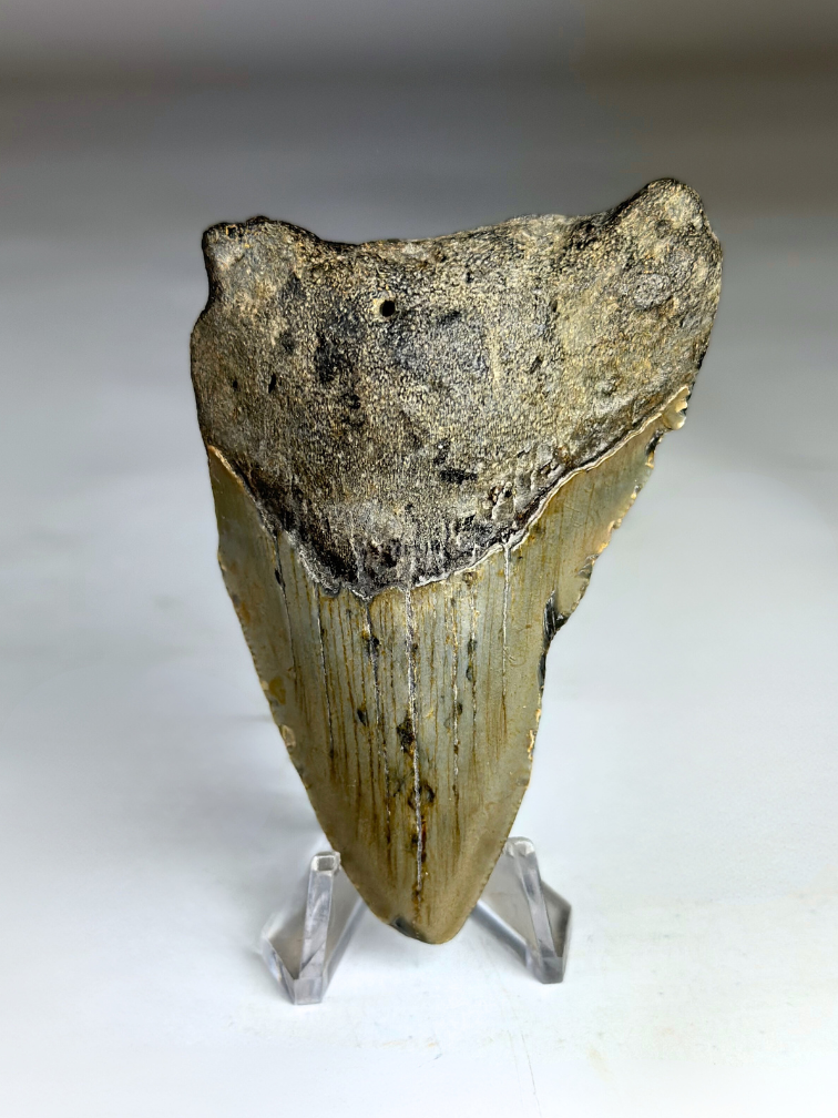 Megalodon tand "Fallen Angel" (VS) - 8,1 cm