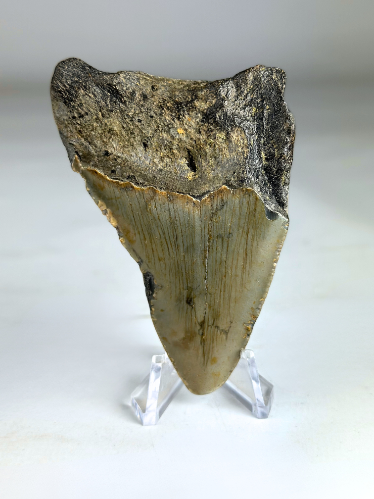 Diente de Megalodon "Fallen Angel" (US) - 8,1 cm