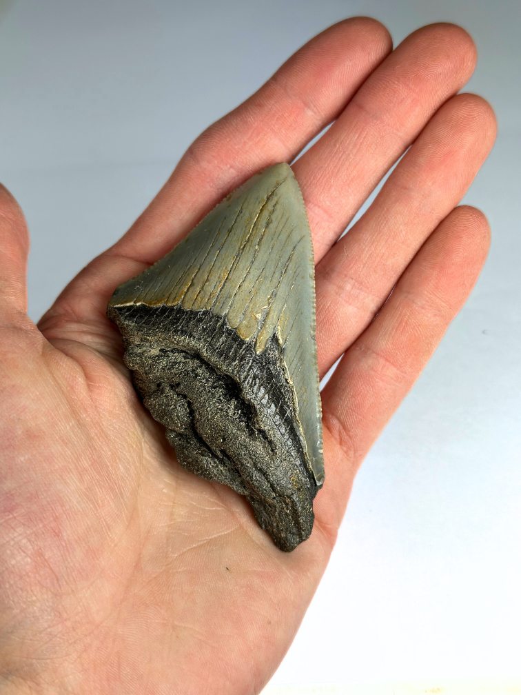 Dente di Megalodon " Earth's Core" (USA) - 8,1 cm
