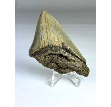 Megalodon-Zahn "Earth's Core" (US) - 8,1 cm