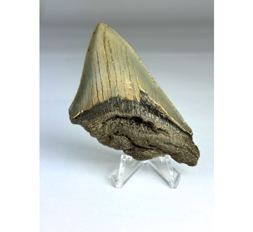 Megalodon tooth "Earth's Core" (US) - 8,1 cm