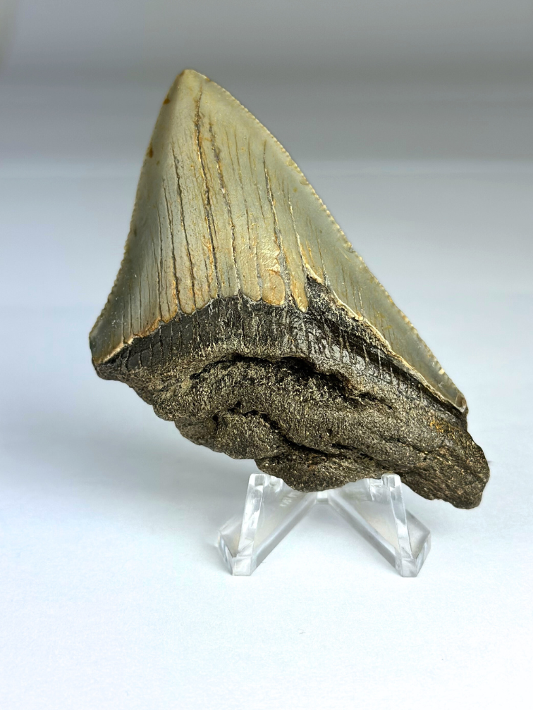 Dente di Megalodon " Earth's Core" (USA) - 8,1 cm