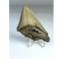 Megalodon tooth "Earth's Core" (US) - 8,1 cm
