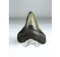 Diente de Megalodon ''Shattered Weapon'' (US) - 7,9 cm