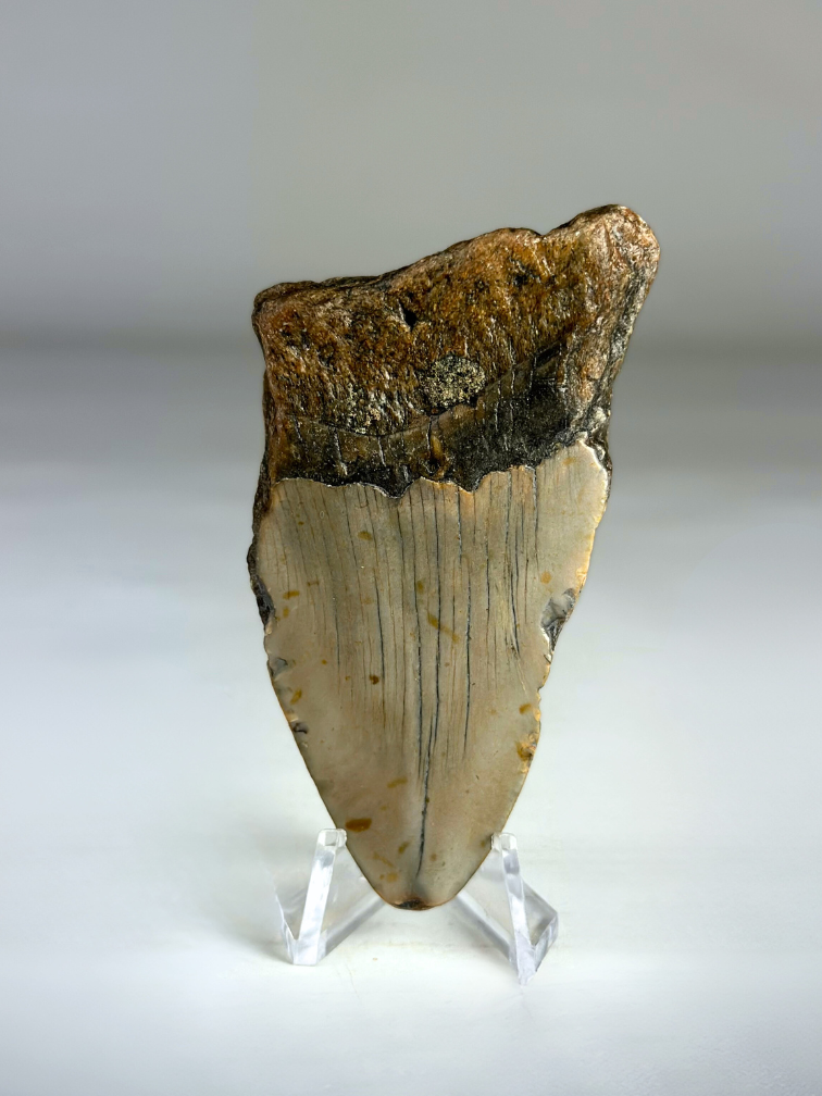 Dent de Megalodon "Medal of Willpower" (US) - 8,4 cm