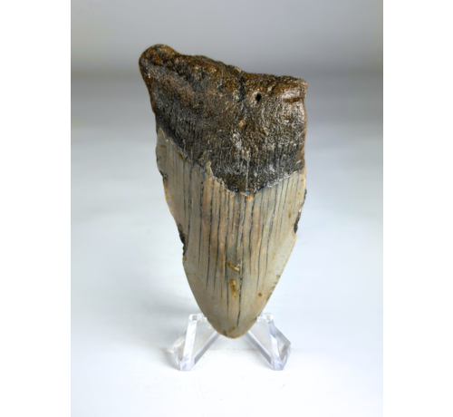 Diente de Megalodon " Medal of Willpower" (US) - 8,4 cm