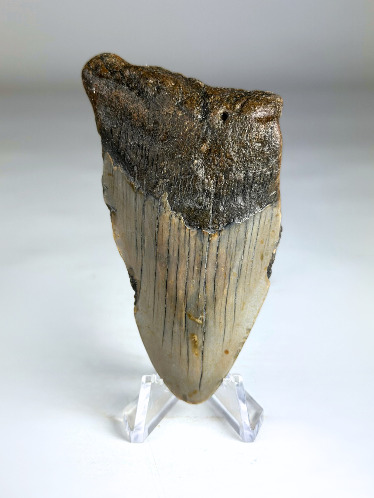 Dent de Megalodon "Medal of Willpower" (US) - 8,4 cm