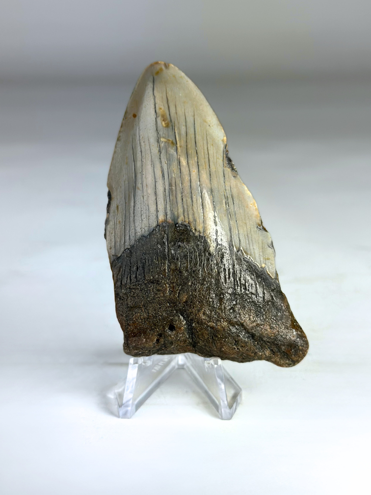 Dent de Megalodon "Medal of Willpower" (US) - 8,4 cm