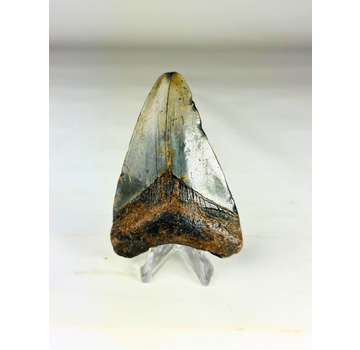 Dente di Megalodonte " Medal of Bravery" (USA) - 8,4 cm