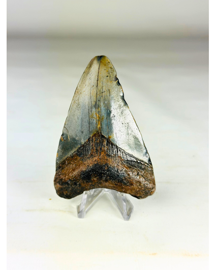 Diente de Megalodon " Medal of Bravery" (US) - 8,4 cm