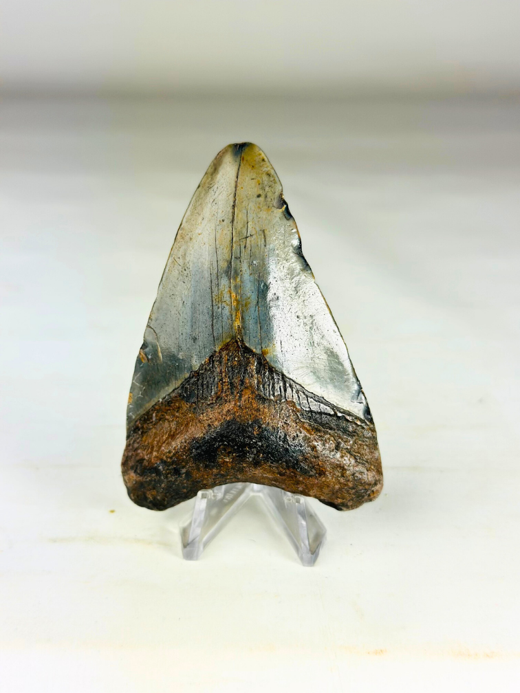 Megalodon Tooth "Medal of Bravery" (US) - 8,4 cm