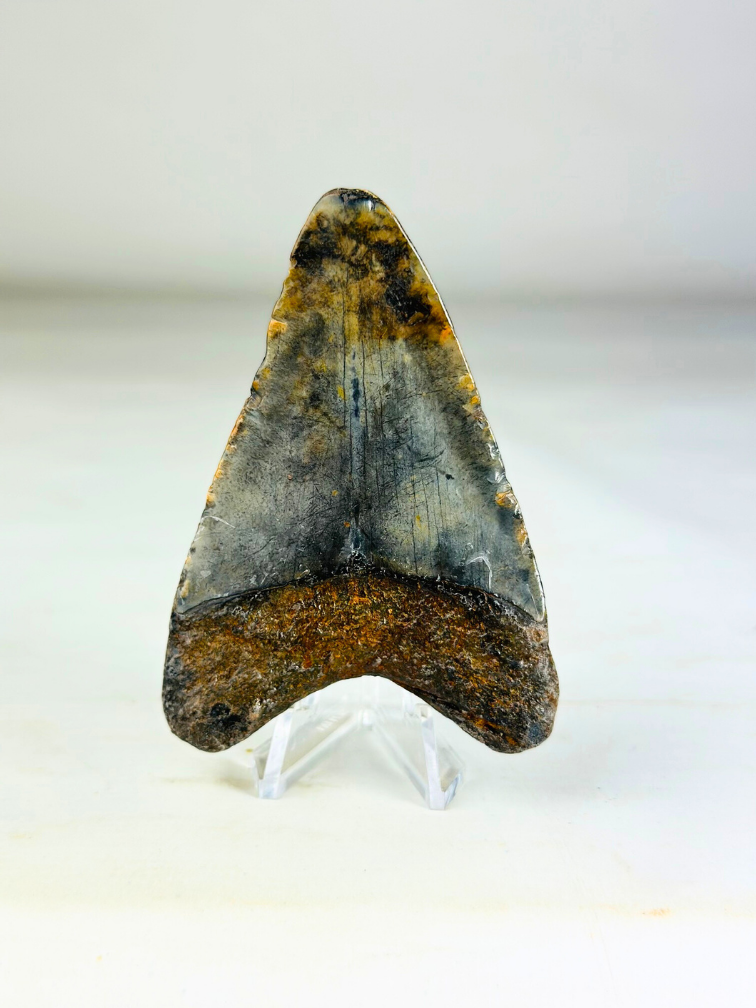 Dente di Megalodonte " Medal of Bravery" (USA) - 8,4 cm