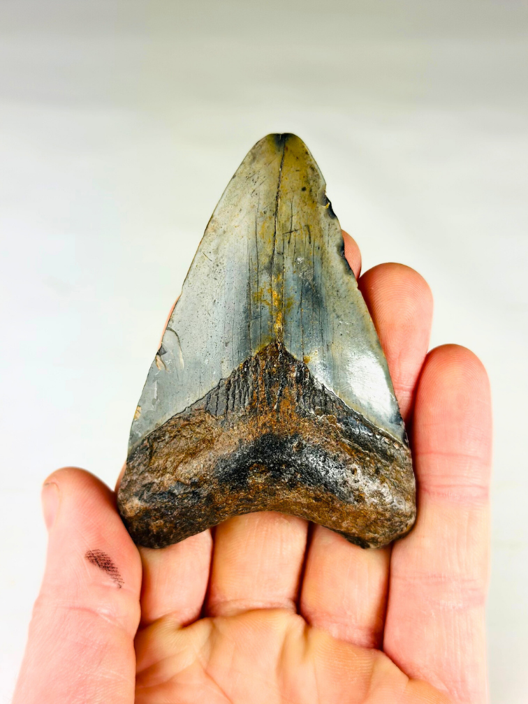 Dente di Megalodonte " Medal of Bravery" (USA) - 8,4 cm