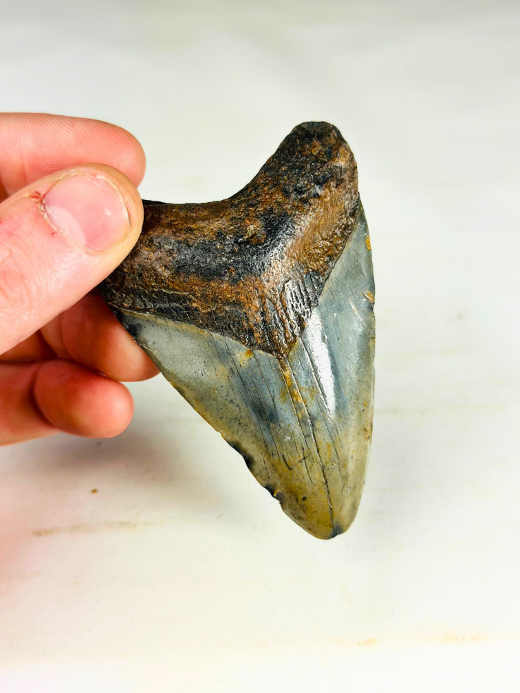 Dente di Megalodonte " Medal of Bravery" (USA) - 8,4 cm
