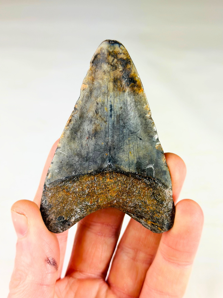Megalodon Tooth "Medal of Bravery" (US) - 8,4 cm