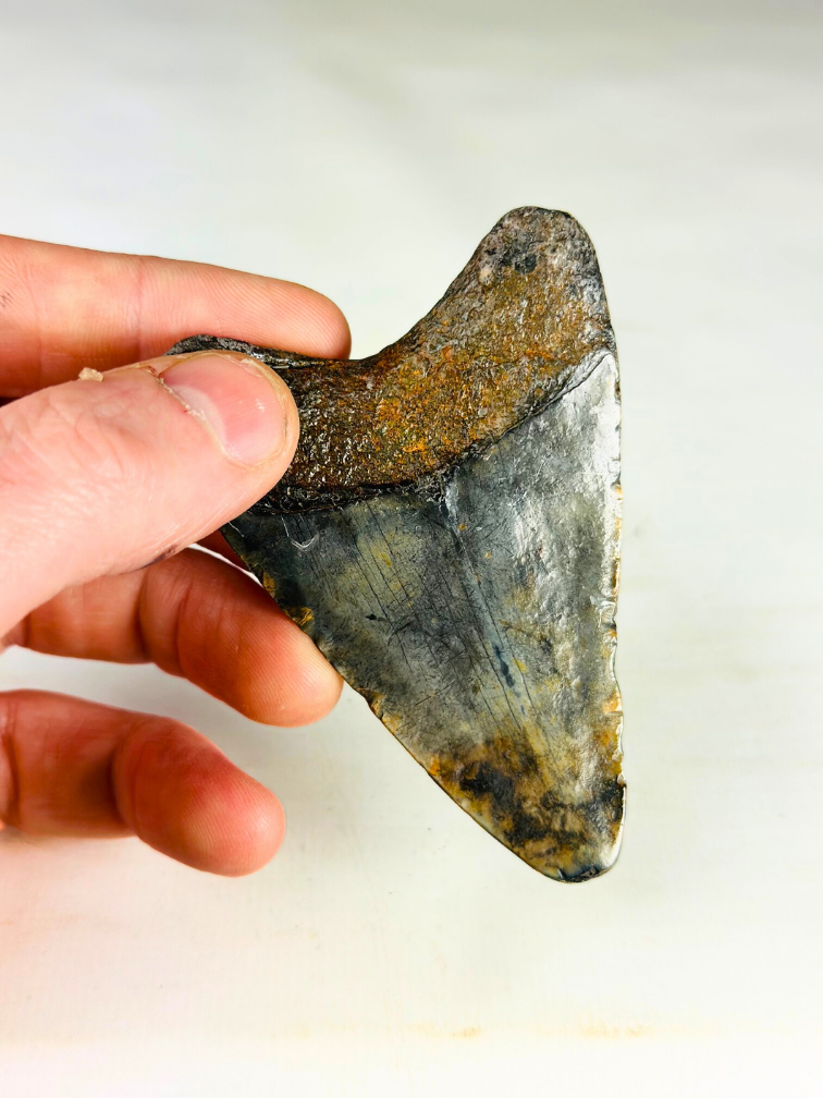 Dente di Megalodonte " Medal of Bravery" (USA) - 8,4 cm