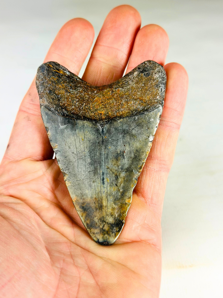 Dente di Megalodonte " Medal of Bravery" (USA) - 8,4 cm
