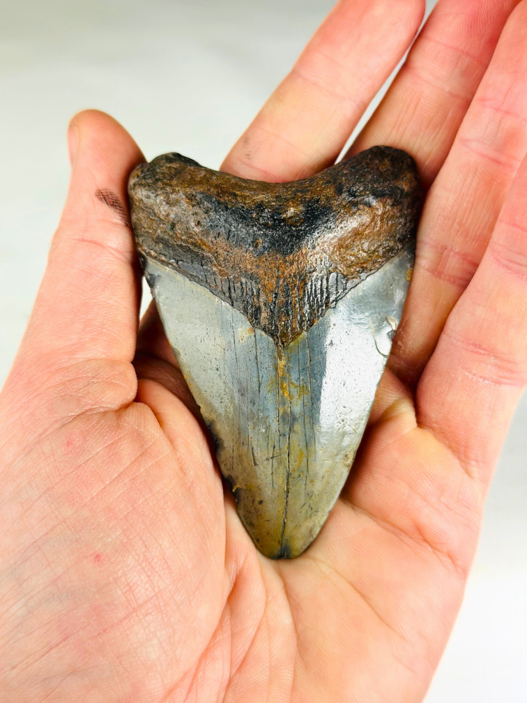 Megalodon Tand "Medal of Bravery" (VS) - 8,4 cm