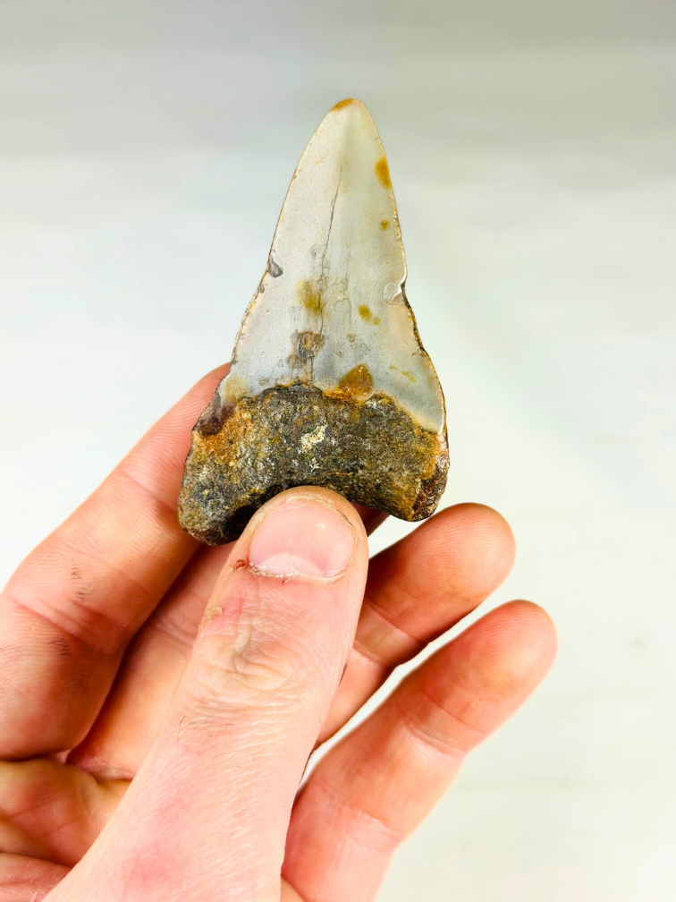 Diente de Megalodon "Soul of Helheim" (US) - 6.9 cm