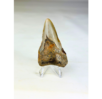 Megalodon Tand "Soul of Helheim" (VS) - 6,9 cm