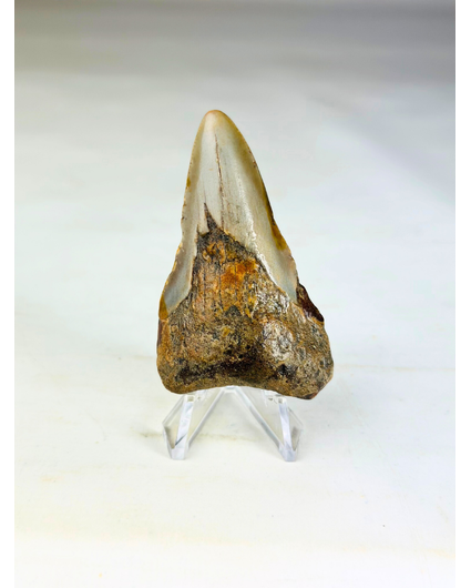 Megalodon Tand "Soul of Helheim" (VS) - 6,9 cm