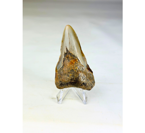 Megalodon Tand "Soul of Helheim" (VS) - 6,9 cm