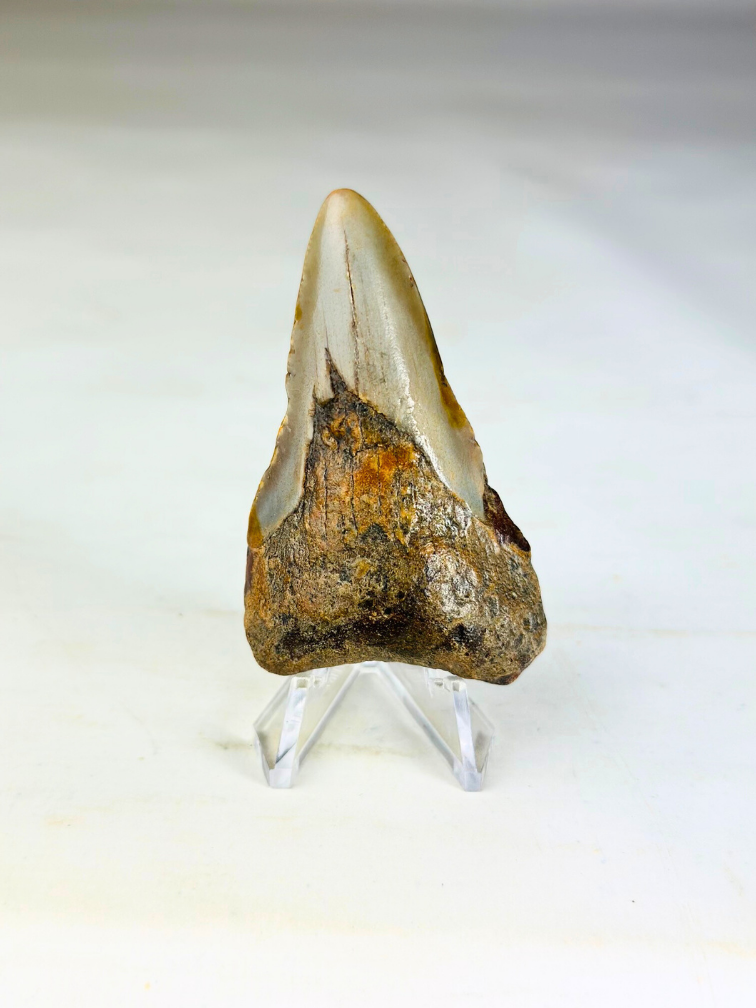 Dent de mégalodon "Soul of Helheim" (US) - 6,9 cm