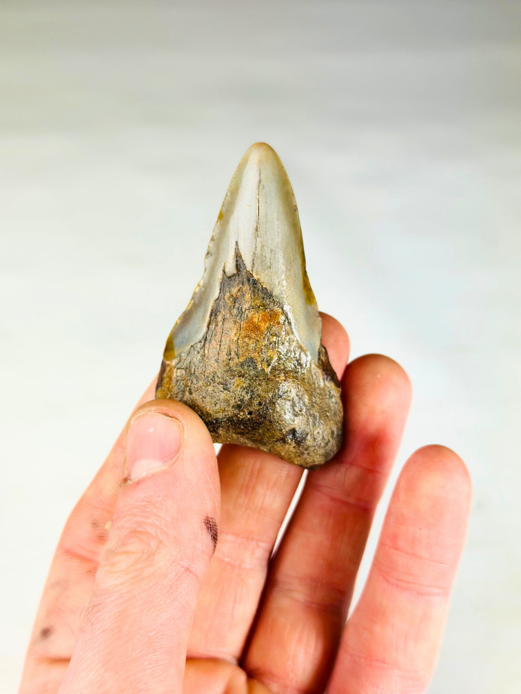 Dente di Megalodonte "Soul of Helheim" (USA) - 6,9 cm