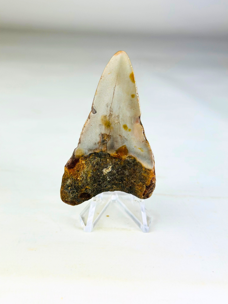 Diente de Megalodon "Soul of Helheim" (US) - 6.9 cm