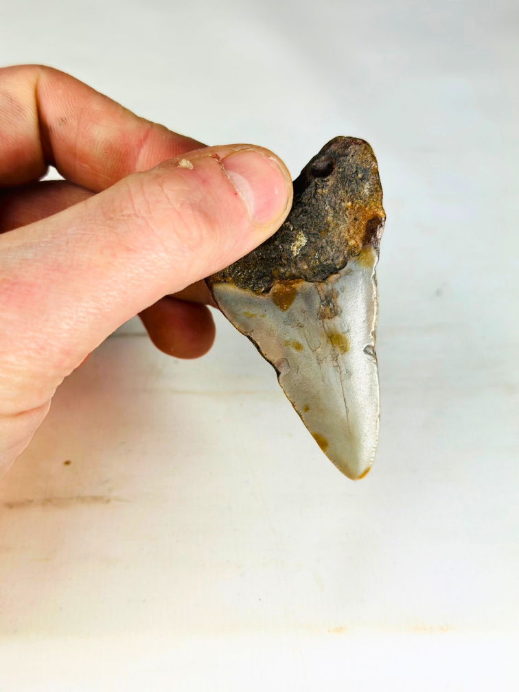 Megalodon Tooth "Soul of Helheim" (US) - 6.9 cm