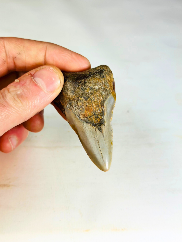 Megalodon Tooth "Soul of Helheim" (US) - 6.9 cm