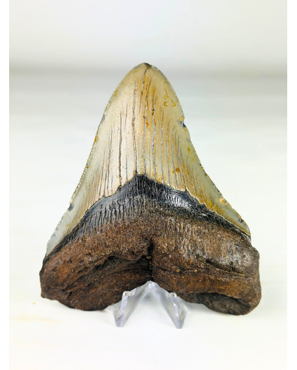 Megalodon tand "The Powerful" (VS) - 11,4 cm