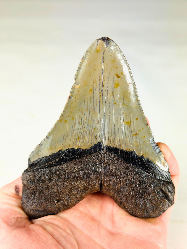 Dent de Megalodon "The Powerful" (US) - 11,4 cm