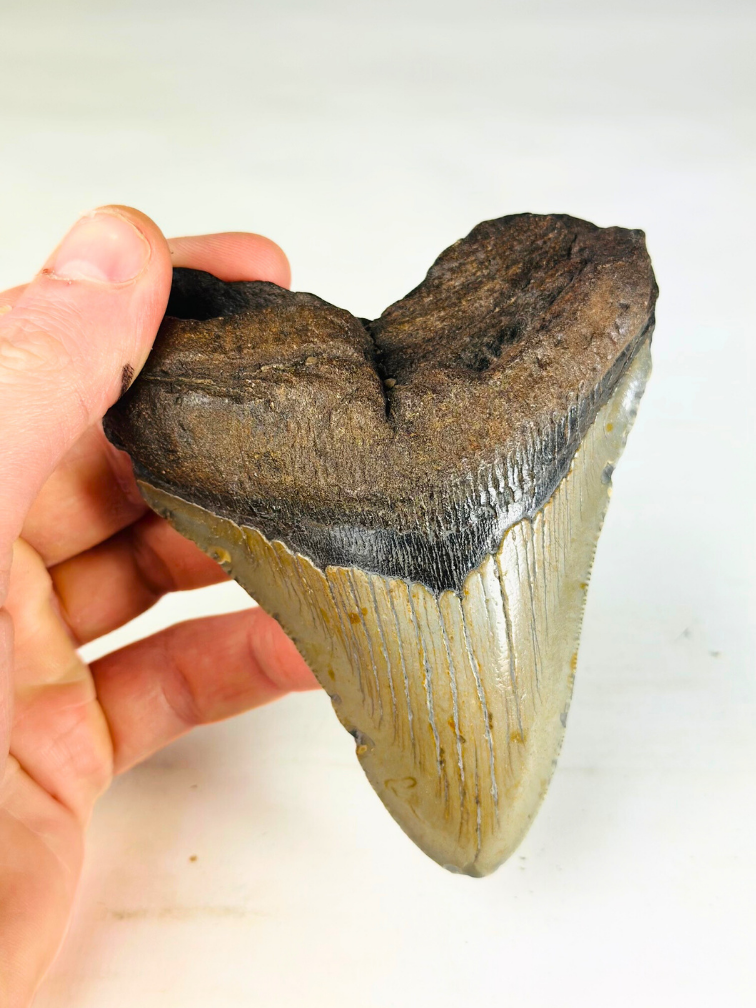 Megalodon-Zahn "The Powerful" (USA) - 11,4 cm