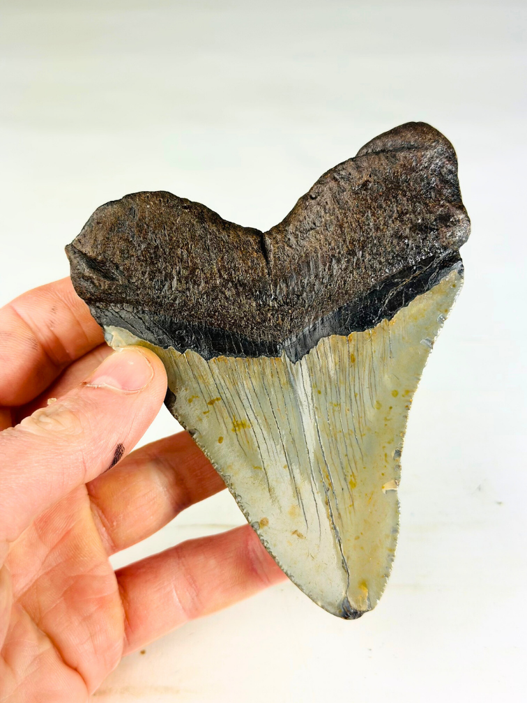 Dent de Megalodon "The Powerful" (US) - 11,4 cm