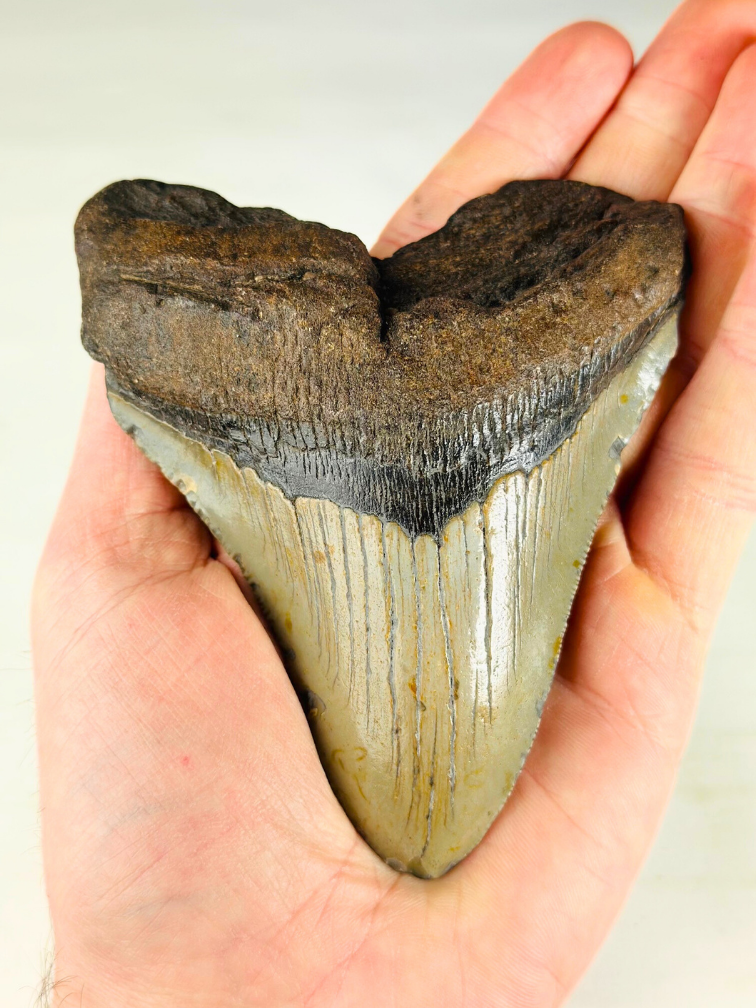 Dent de Megalodon "The Powerful" (US) - 11,4 cm