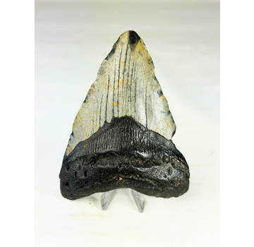 Megalodon tand 'The Giant' (VS) - 12,3 cm
