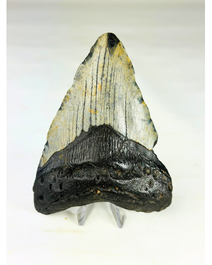 Diente de Megalodon 'The Giant' (US) - 12,3 cm